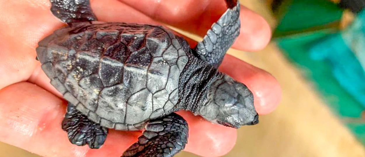 A tiny dark baby sea turtle rests gently in a person's open hand in Sri Lanka.